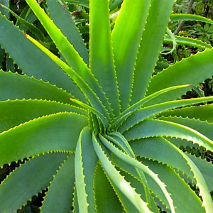 Hoja de aloe barbadensis