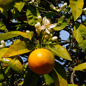 Flor de naranjo amargo