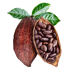 Organic raw cacao bean extract