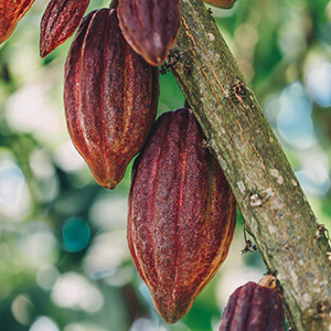 Mantequilla de semillas de cacao