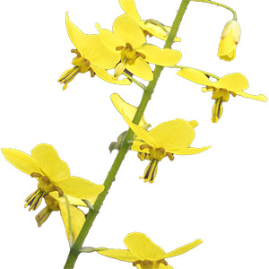 Organic horny goat weed